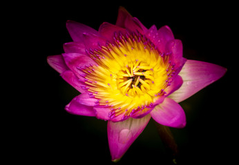 Beautiful blooming pink lotus flower