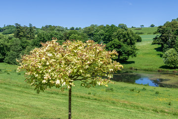 English Countryside