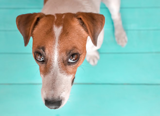 Close-up portrait of curious cute small dog Jack russell sitting on green blue wooden floor and lookig upwards in to camera. A picture of a dog from above