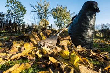 Raking leaves in a garden, pile of autumn leaves (fall foliage), rake and bag.
