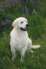 Profile portrait of beautiful golden retriever dog sitting in the green grass and violet flowers