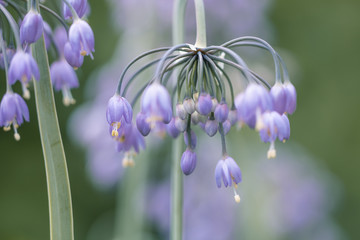 Blüte der Wilden Zwiebel ( allium cernuum ),auch bekannt als Nickender Lauch