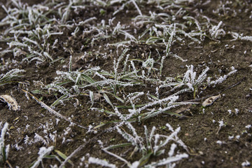 white grass are covered with hoarfrost