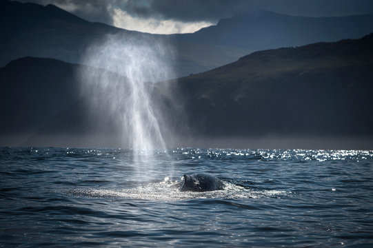 Humpback whale (Megaptera novaeangliae), spouting, Blasket Islands, Dingle, Kerry, Ireland