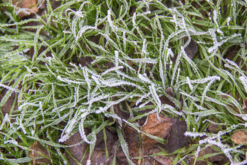 green grass are covered with hoarfrost