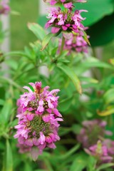 Summer flowers in a garden, selective focus