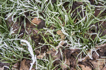 green grass are covered with hoarfrost