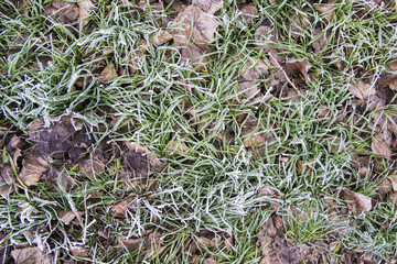 green grass are covered with hoarfrost