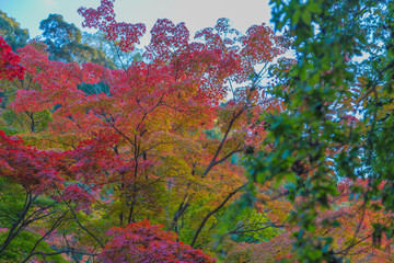紅葉の始まり