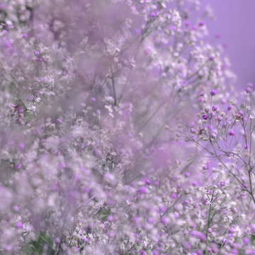 Rosa Blumen - Makro der Pr&auml;chtigen Wiesenraute (Thalictrum rochebrunianum 'Elin' )