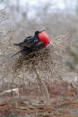 Great Frigatebird (Fregata minor) in Galapagos Islands, Ecuador