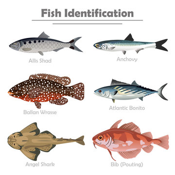 Fish icon set vector realistic illustration