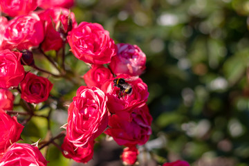 Bumblebee on red roses in the garden
