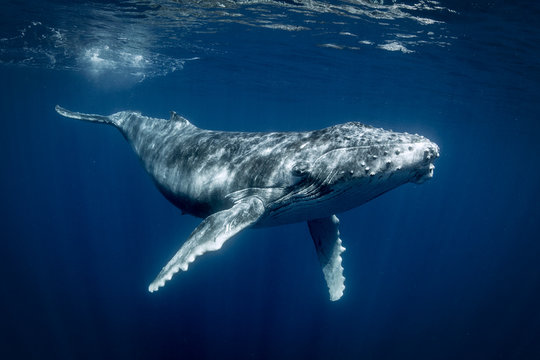 Humpback whales (Megaptera novaeangliae), underwater view, Tonga, Western, Fiji
