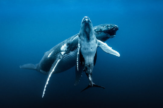 Humpback whales (Megaptera novaeangliae), underwater view, Tonga, Western, Fiji