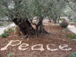 The landscape of the oldest olive trees of the Garden of Gethsemane in the city of Jerusalem, where at one time rested under the shade of trees Jesus.