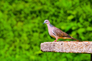The zebra dove (Geopelia striata) also known as barred ground dove, is a bird of the dove family, Columbidae, native to Southeast Asia. They are small birds with a long tail.