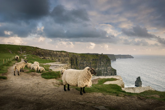 Sheep on rural pathway, Cliffs of Moher, Doolin, Clare, Ireland