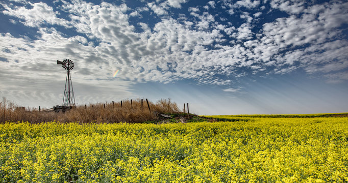 Altocumulus and crepuscular rays over rapeseed field forecasting storm, Hooker, Oklahoma, US
