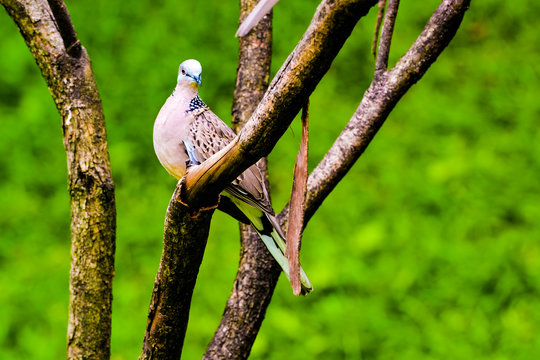 The zebra dove (Geopelia striata) also known as barred ground dove, is a bird of the dove family, Columbidae, native to Southeast Asia. They are small birds with a long tail. - Powered by Adobe