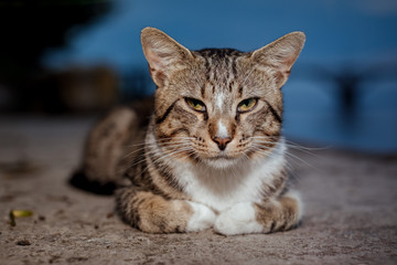 Portrait of brown-eyed cat