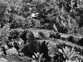A male California Quail hanging out on large porous boulders and juniper trees on a sunny morning in Central Oregon.