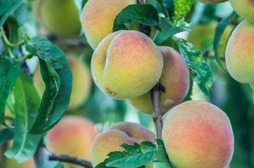 Fresh peaches growing on a tree summer time