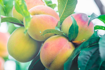 Fresh peaches growing on a tree summer time