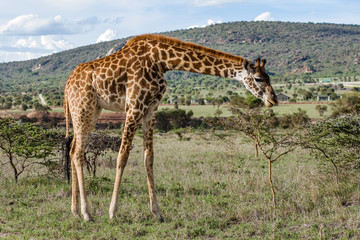 Naklejka na ściany i meble Lonely Giraffe in nature