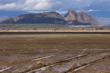 Fototapeta na wymiar Flamingo group at Nakuru Lake Kenya