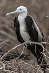 Magnificent Frigatebird (Fregata magnificens) in Galapagos Islan