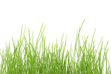 Sprouted wheat grass on white background