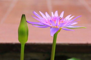 Purple water lily, lotus flower