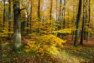 Woods with brightly autumnal coloured trees at fall season
