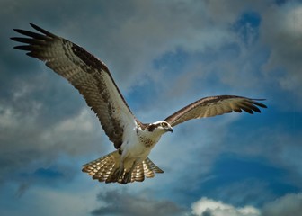 osprey, bird, sky, flying, flight