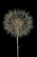 Pusteblume