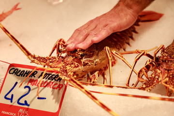 Fresh lobster on ice on the counter