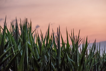 Maisfeld bei Sonnenuntergang