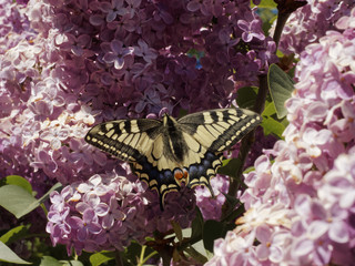 Papilio machaon.  Le grand papillon le Machaon posé sur fleurs de  Buddleia