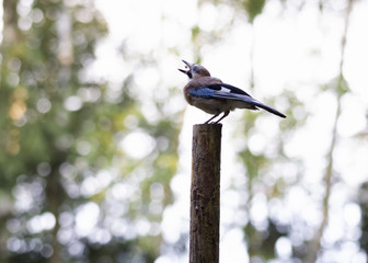 een hapje in de lucht dacht de vlaamse gaai