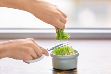 Woman cutting wheat grass on windowsill, closeup