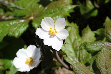 Blüten und Blätter des Himalaya-Maiapfels