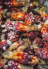 Colourful sea pineapples or sea squirts at Jagalchi seafood market, Busan, South Korea.