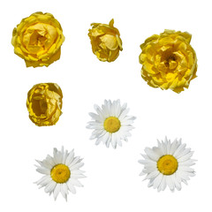 A flower is a yellow rose and a daisy. Isolated on white background. A gift for women. set.
