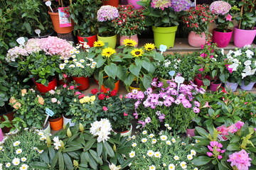 Fototapeta na wymiar Blumen und Pflanzen in einem Geschäft