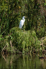 Garza tomando el sol