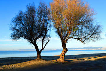 Fototapeta na wymiar Twin trees at the beach. Tamarisk trees in front of blue Aegean Sea