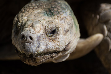 Turtle Head - Geochelone Pardalis