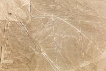Nazca lines, the condor