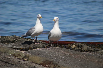 pair of gulls